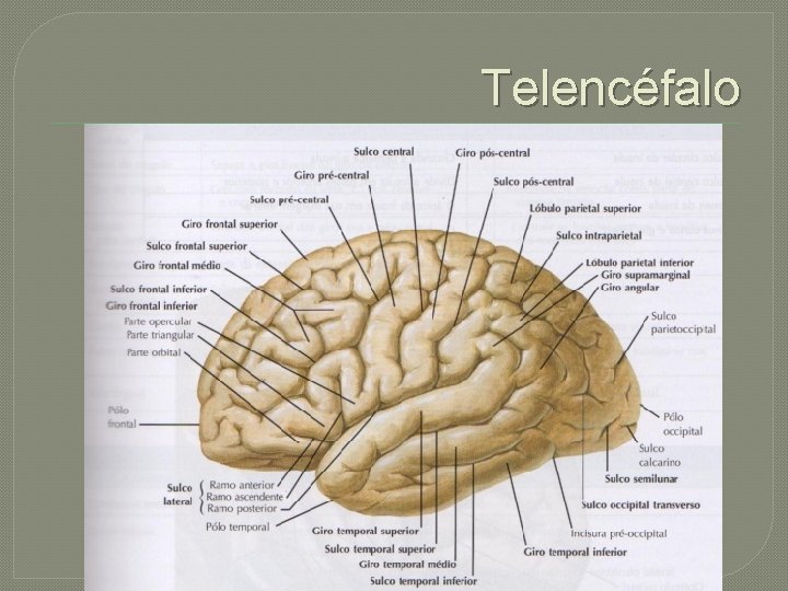 Telencéfalo 