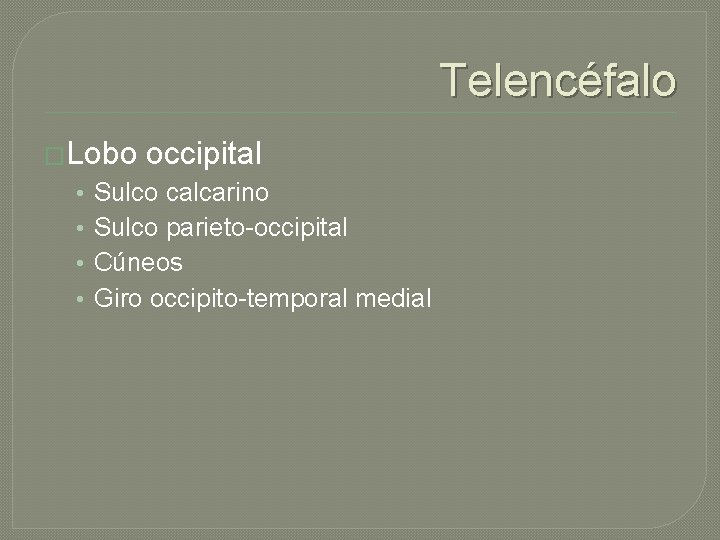 Telencéfalo �Lobo • • occipital Sulco calcarino Sulco parieto-occipital Cúneos Giro occipito-temporal medial 