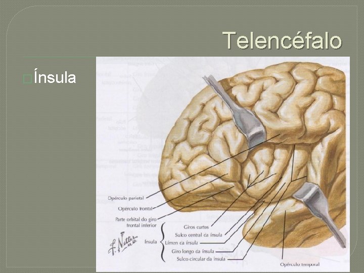 Telencéfalo �Ínsula 