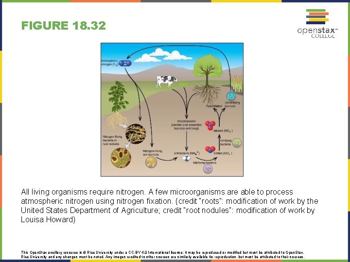 FIGURE 18. 32 All living organisms require nitrogen. A few microorganisms are able to