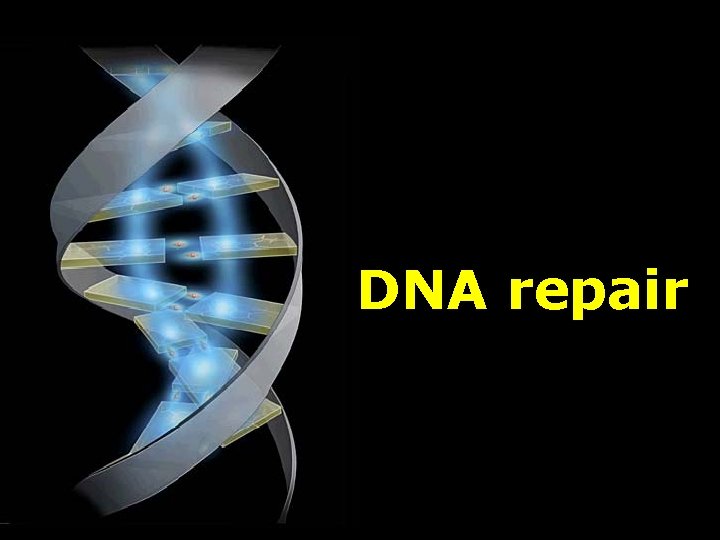 DNA repair 