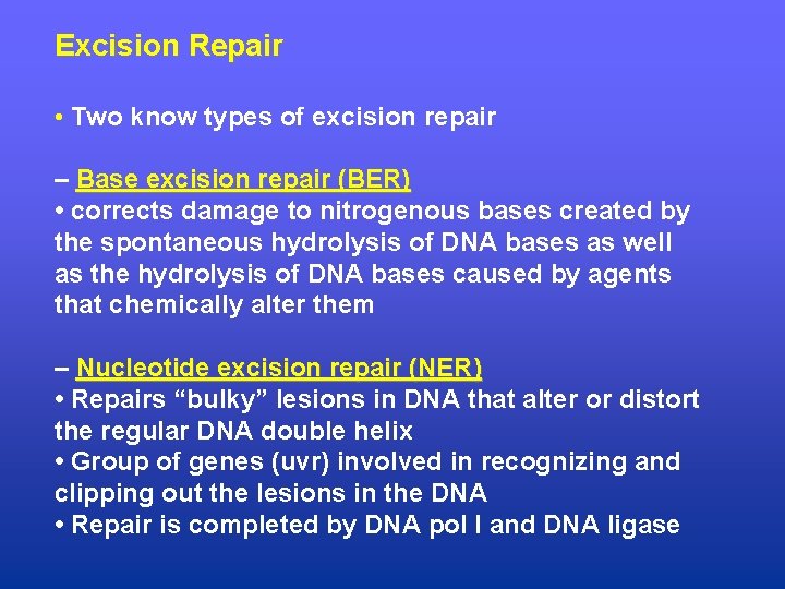 Excision Repair • Two know types of excision repair – Base excision repair (BER)