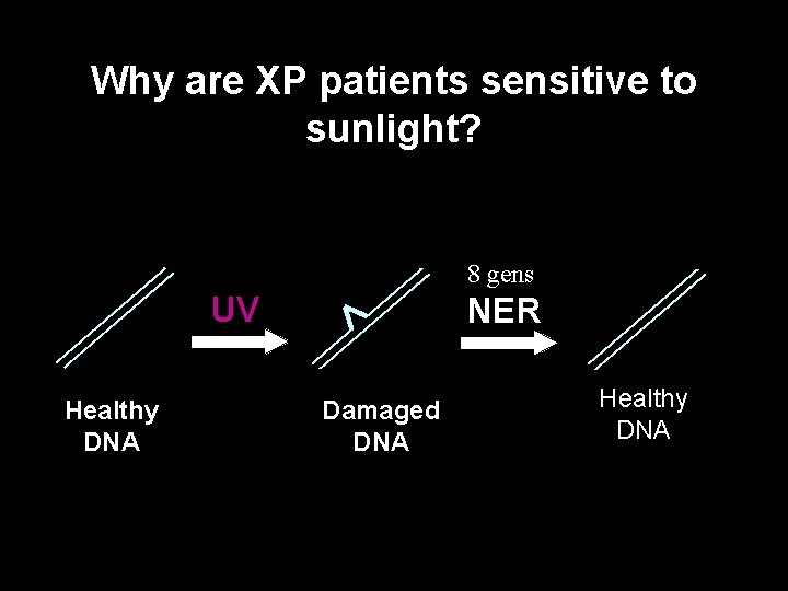 Why are XP patients sensitive to sunlight? 8 gens UV Healthy DNA NER Damaged