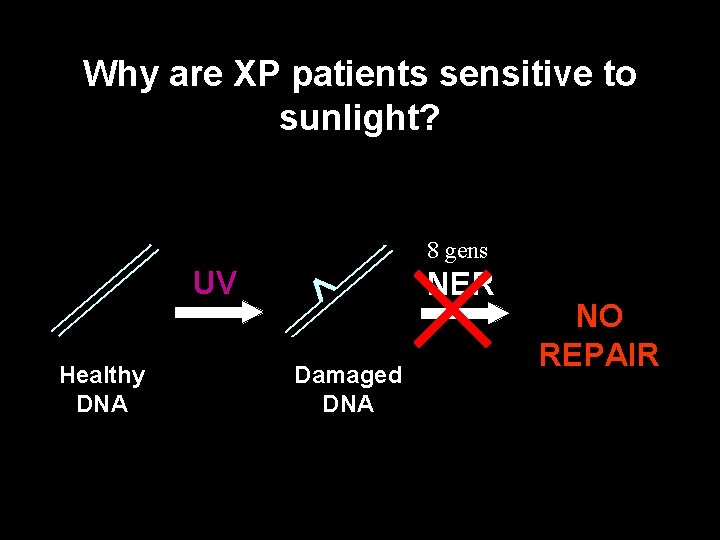 Why are XP patients sensitive to sunlight? 8 gens UV Healthy DNA NER Damaged