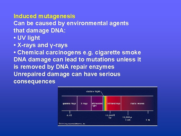 Induced mutagenesis Can be caused by environmental agents that damage DNA: • UV light