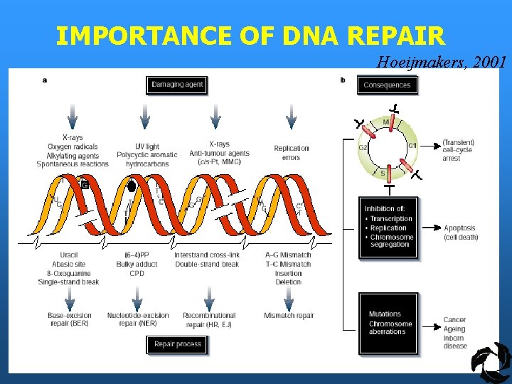 IMPORTANCE OF DNA REPAIR Hoeijmakers, 2001 