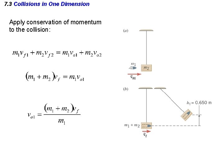 7. 3 Collisions in One Dimension Apply conservation of momentum to the collision: 7. 3 Collisions in One Dimension Apply conservation of momentum to the collision: