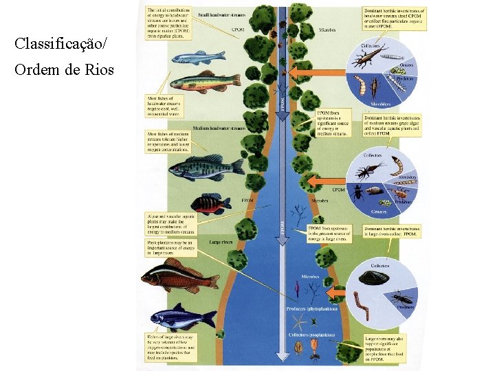 Classificação/ Ordem de Rios 