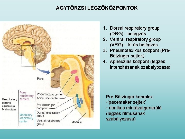 AGYTÖRZSI LÉGZŐKÖZPONTOK 1. Dorsal respiratory group (DRG) - belégzés 2. Ventral respiratory group (VRG)