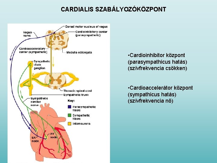 CARDIALIS SZABÁLYOZÓKÖZPONT • Cardioinhibitor központ (parasympathicus hatás) (szívfrekvencia csökken) • Cardioaccelerátor központ (sympathicus hatás)