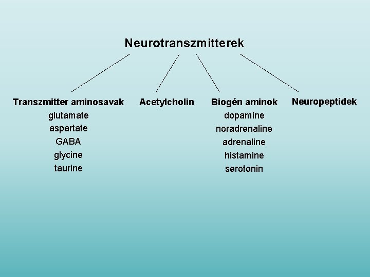 Neurotranszmitterek Transzmitter aminosavak glutamate aspartate GABA glycine taurine Acetylcholin Biogén aminok dopamine noradrenaline histamine