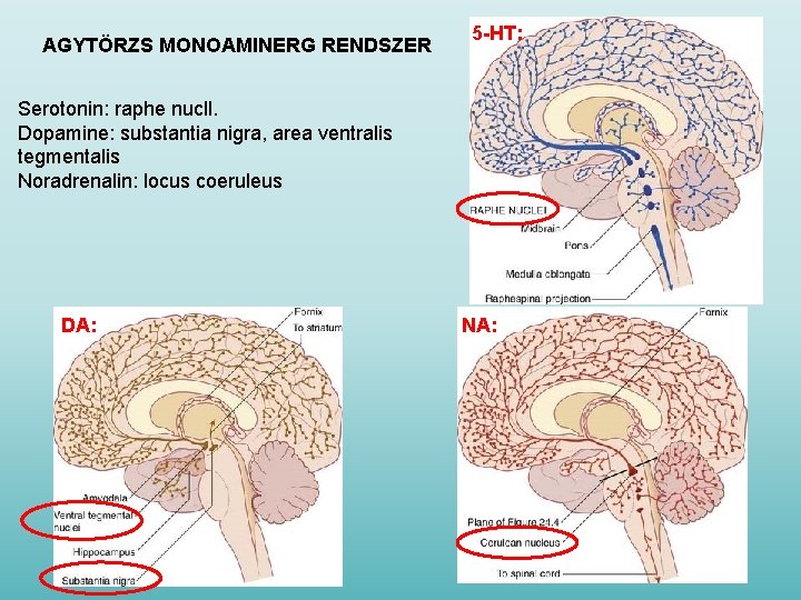 AGYTÖRZS MONOAMINERG RENDSZER 5 -HT: Serotonin: raphe nucll. Dopamine: substantia nigra, area ventralis tegmentalis