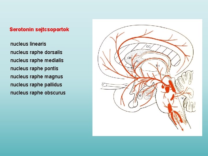 Serotonin sejtcsoportok nucleus linearis nucleus raphe dorsalis nucleus raphe medialis nucleus raphe pontis nucleus