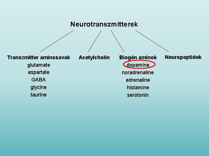 Neurotranszmitterek Transzmitter aminosavak glutamate aspartate GABA glycine taurine Acetylcholin Biogén aminok dopamine noradrenaline histamine