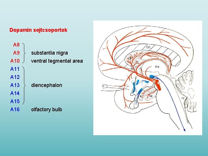 Dopamin sejtcsoportok A 8 A 9 A 10 substantia nigra ventral tegmental area A