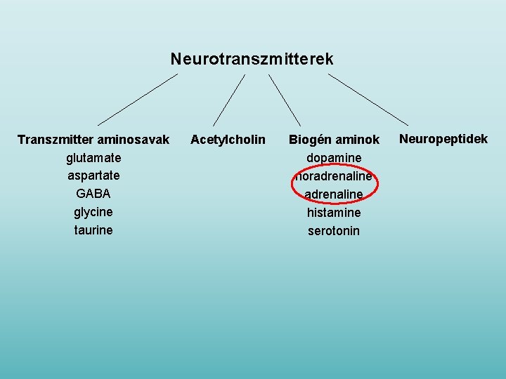Neurotranszmitterek Transzmitter aminosavak glutamate aspartate GABA glycine taurine Acetylcholin Biogén aminok dopamine noradrenaline histamine