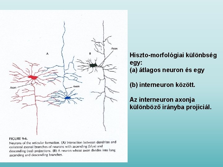 Hiszto-morfológiai különbség egy: (a) átlagos neuron és egy (b) interneuron között. Az interneuron axonja