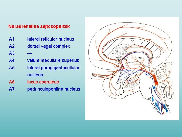 Noradrenaline sejtcsoportok A 1 lateral reticular nucleus A 2 dorsal vagal complex A 3