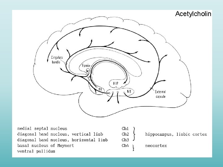 Acetylcholin 