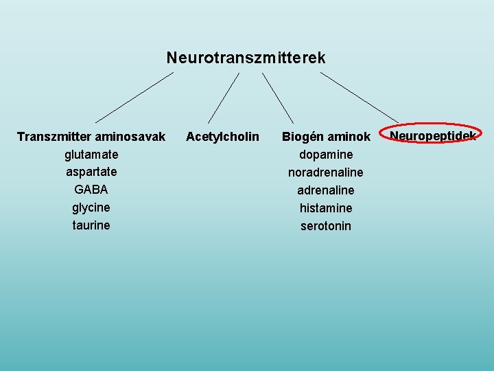 Neurotranszmitterek Transzmitter aminosavak glutamate aspartate GABA glycine taurine Acetylcholin Biogén aminok dopamine noradrenaline histamine