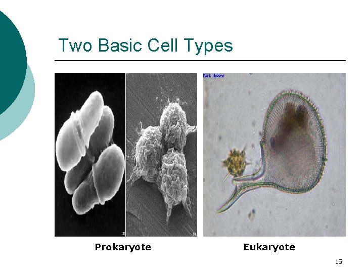 Two Basic Cell Types Prokaryote Eukaryote 15 