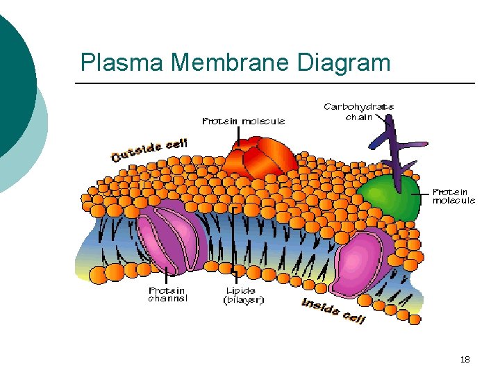 Plasma Membrane Diagram 18 