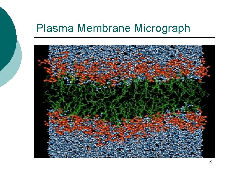 Plasma Membrane Micrograph 19 