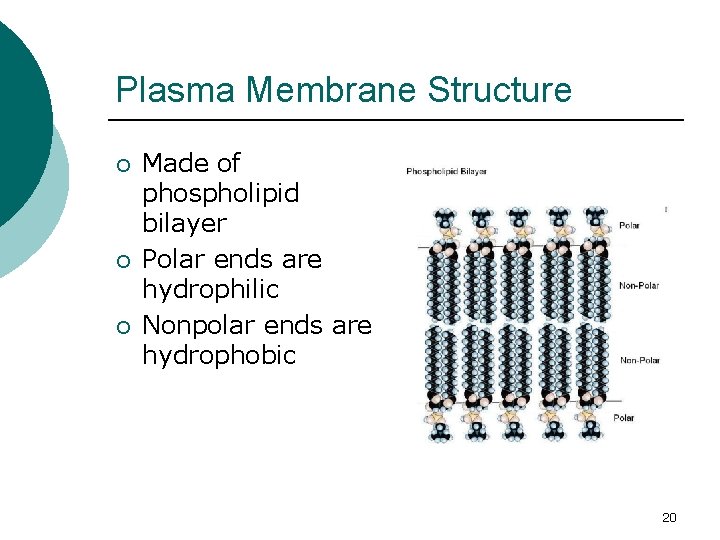 Plasma Membrane Structure ¡ ¡ ¡ Made of phospholipid bilayer Polar ends are hydrophilic