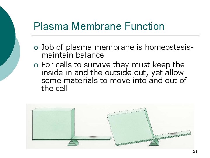 Plasma Membrane Function ¡ ¡ Job of plasma membrane is homeostasismaintain balance For cells