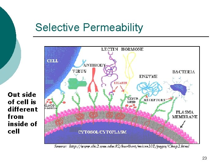 Selective Permeability Out side of cell is different from inside of cell 23 