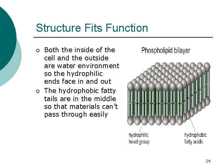 Structure Fits Function ¡ ¡ Both the inside of the cell and the outside