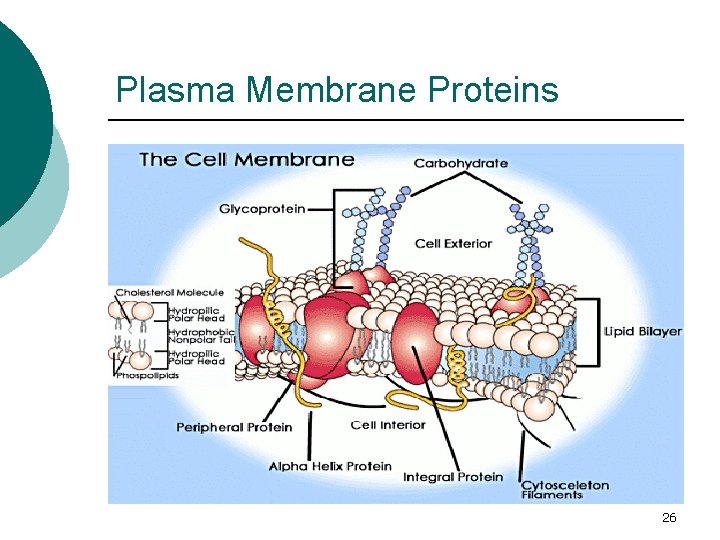 Plasma Membrane Proteins 26 