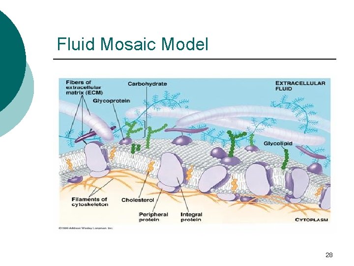 Fluid Mosaic Model 28 