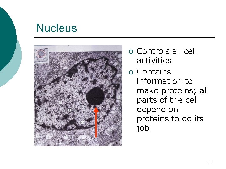 Nucleus ¡ ¡ Controls all cell activities Contains information to make proteins; all parts