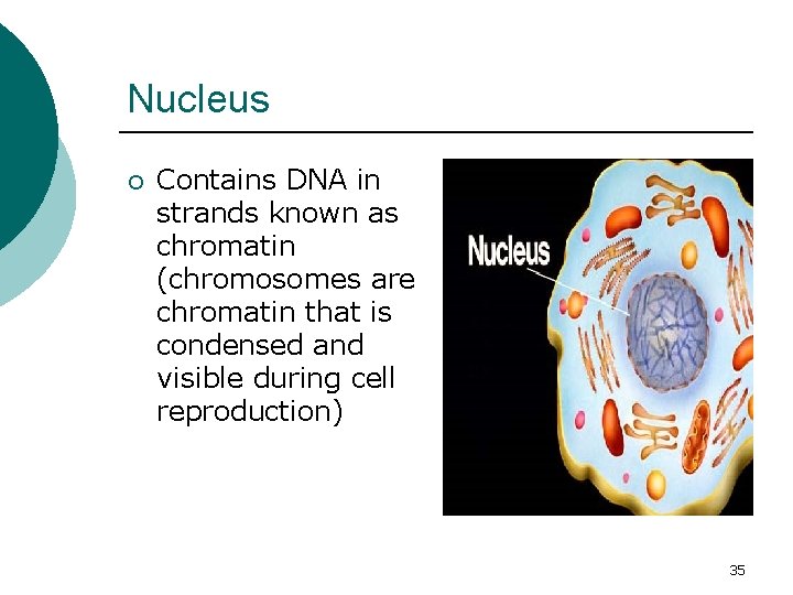 Nucleus ¡ Contains DNA in strands known as chromatin (chromosomes are chromatin that is