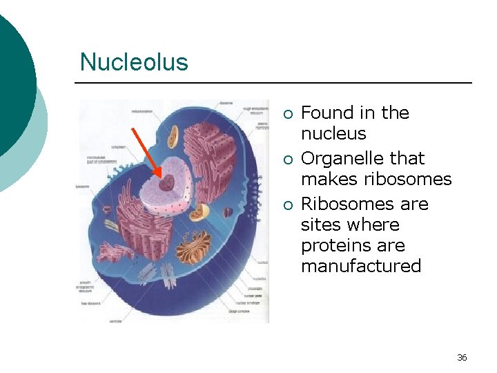 Nucleolus ¡ ¡ ¡ Found in the nucleus Organelle that makes ribosomes Ribosomes are