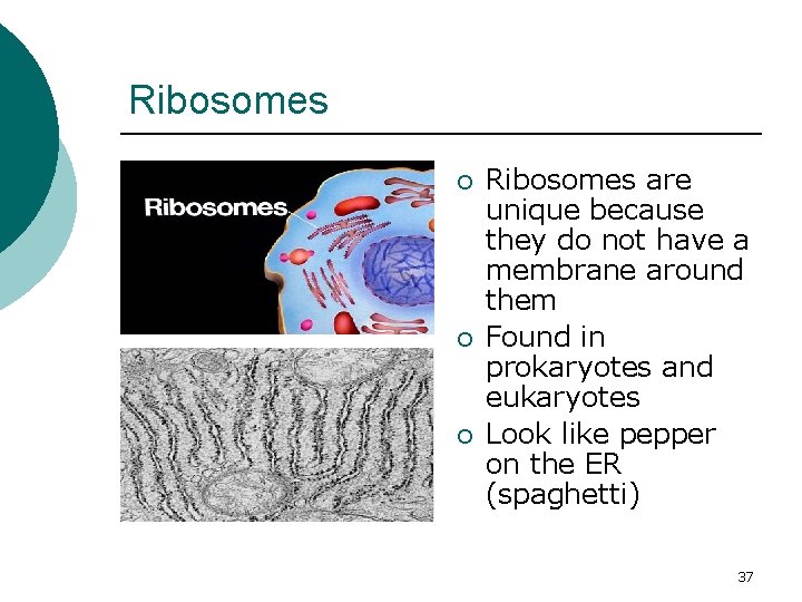 Ribosomes ¡ ¡ ¡ Ribosomes are unique because they do not have a membrane