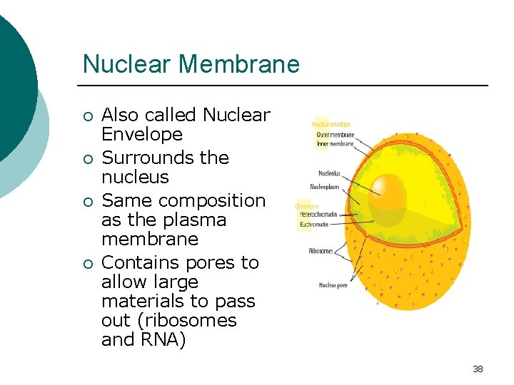 Nuclear Membrane ¡ ¡ Also called Nuclear Envelope Surrounds the nucleus Same composition as