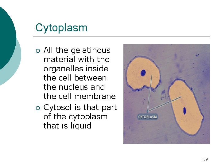 Cytoplasm ¡ ¡ All the gelatinous material with the organelles inside the cell between