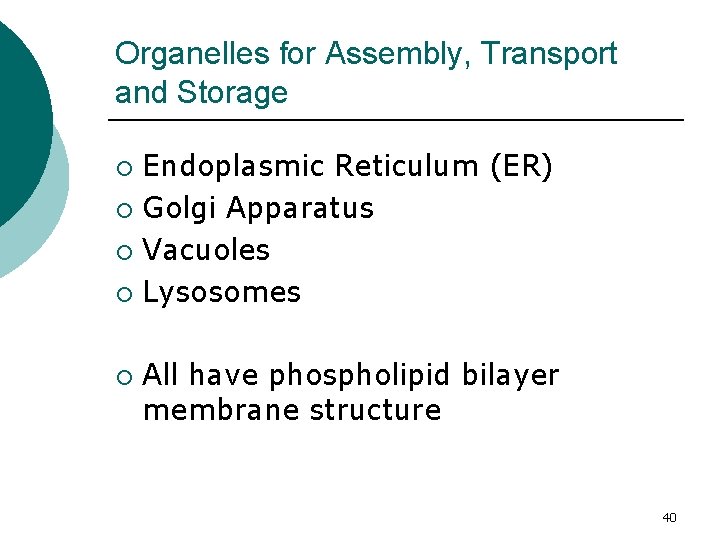 Organelles for Assembly, Transport and Storage Endoplasmic Reticulum (ER) ¡ Golgi Apparatus ¡ Vacuoles