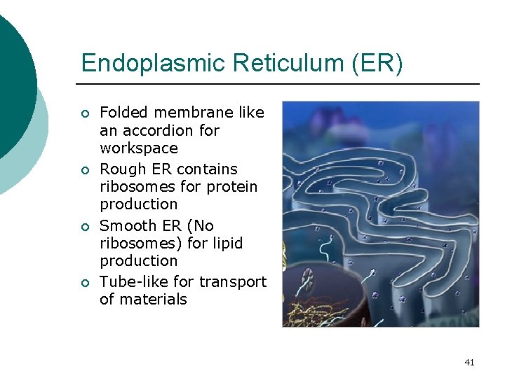 Endoplasmic Reticulum (ER) ¡ ¡ Folded membrane like an accordion for workspace Rough ER