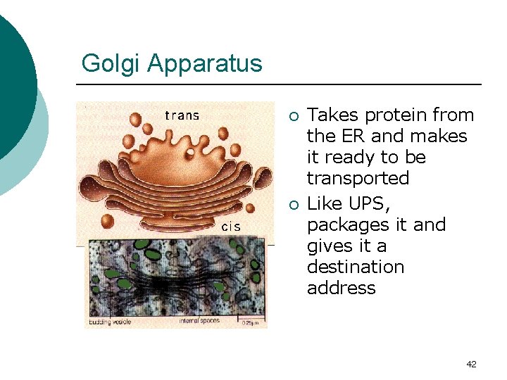 Golgi Apparatus ¡ ¡ Takes protein from the ER and makes it ready to