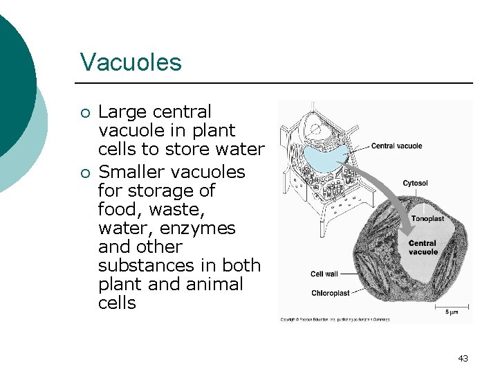 Vacuoles ¡ ¡ Large central vacuole in plant cells to store water Smaller vacuoles