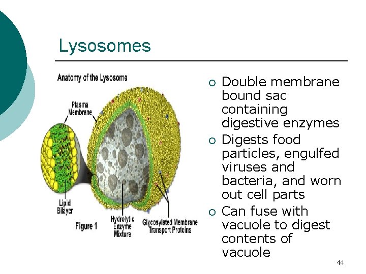 Lysosomes ¡ ¡ ¡ Double membrane bound sac containing digestive enzymes Digests food particles,