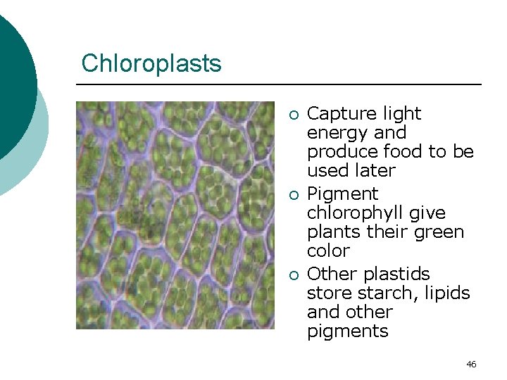 Chloroplasts ¡ ¡ ¡ Capture light energy and produce food to be used later