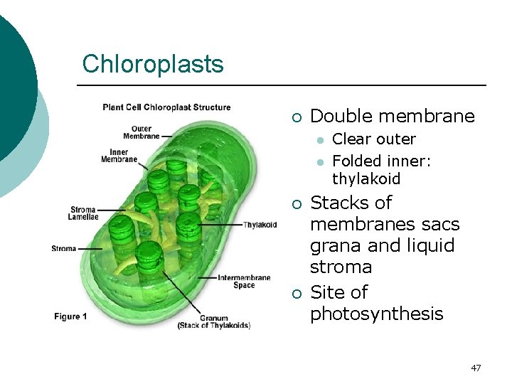 Chloroplasts ¡ Double membrane l l ¡ ¡ Clear outer Folded inner: thylakoid Stacks