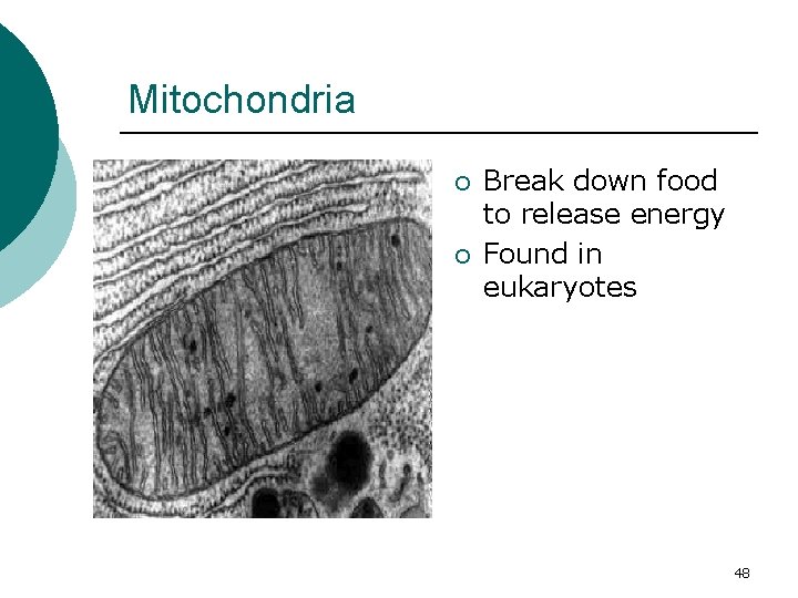 Mitochondria ¡ ¡ Break down food to release energy Found in eukaryotes 48 