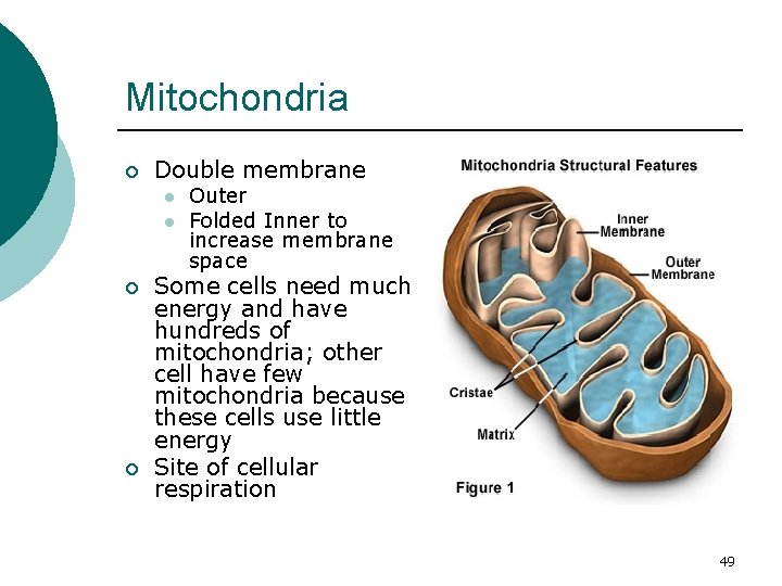 Mitochondria ¡ Double membrane l l ¡ ¡ Outer Folded Inner to increase membrane