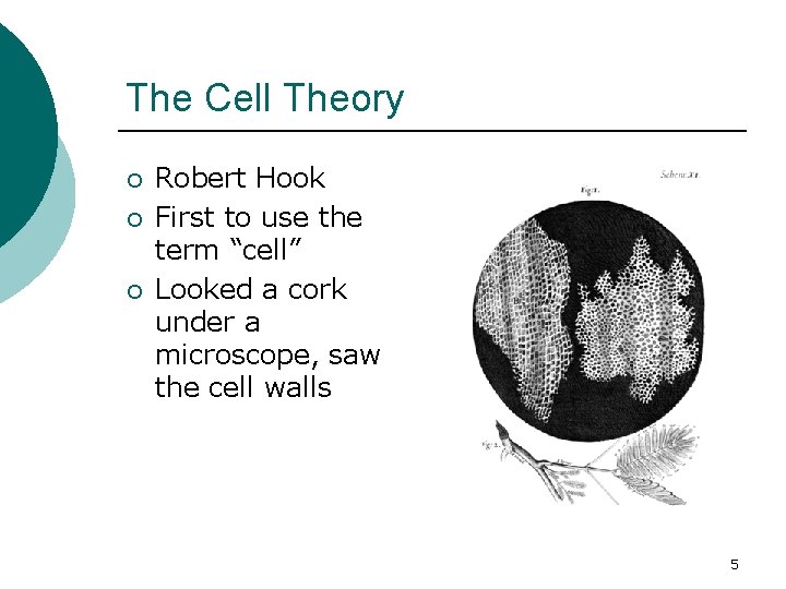 The Cell Theory ¡ ¡ ¡ Robert Hook First to use the term “cell”