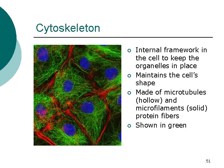 Cytoskeleton ¡ ¡ Internal framework in the cell to keep the organelles in place